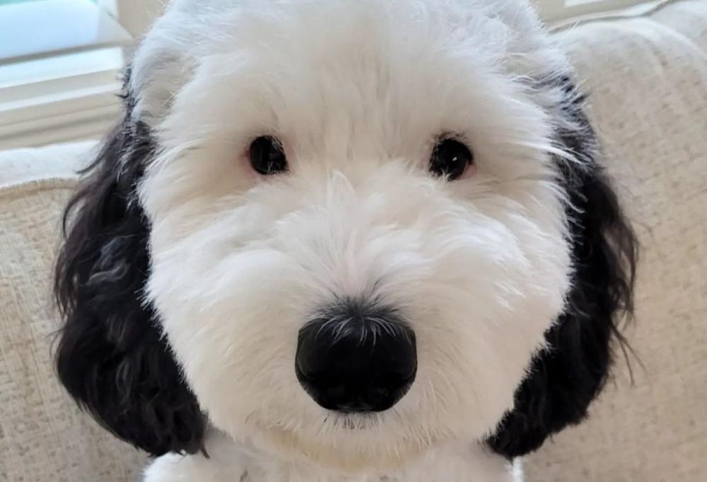 “Snoopy esiste davvero”, ecco il cane sosia del cagnolino di Peanuts