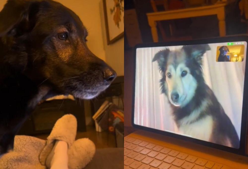 Due cani si rivedono in video call: la reazione è dolcissima