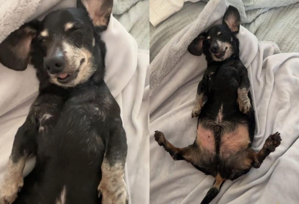 Cane finge di dormire per evitare la passeggiata: il video è virale