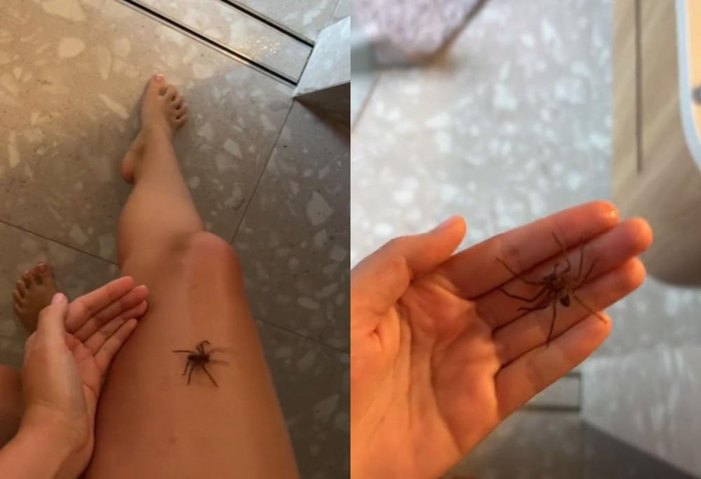 Influencer di TikTok fa la doccia con un ragno, ecco il motivo