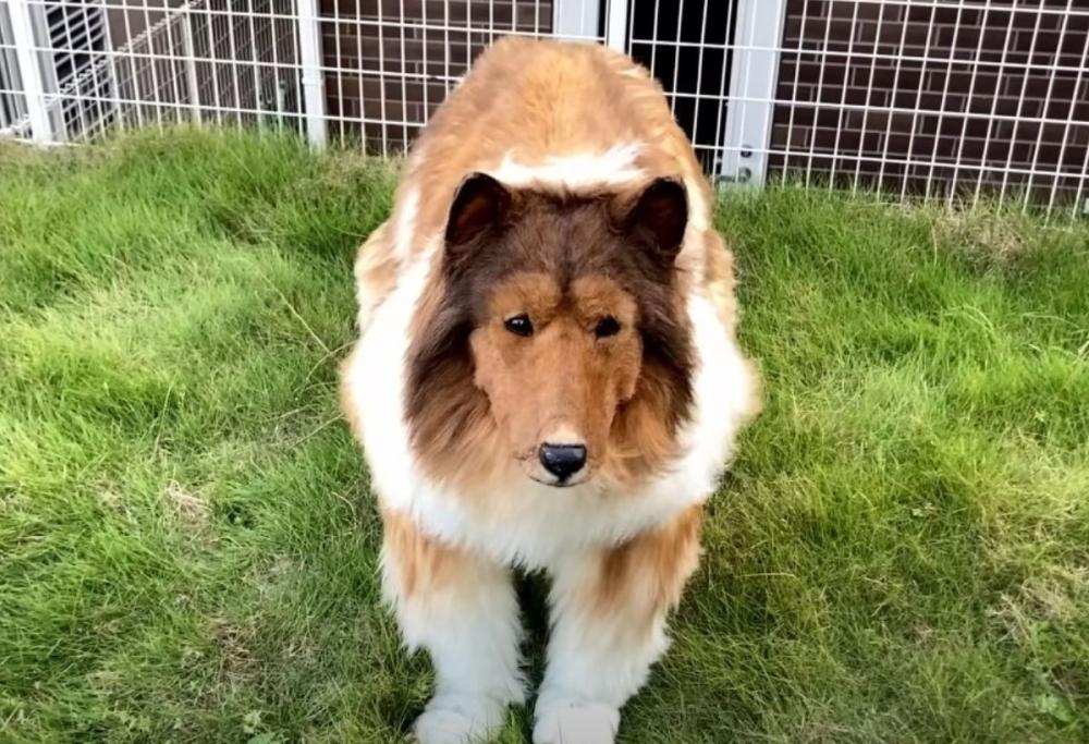 La delusione dell’uomo-cane: “Gli altri cani sono crudeli con me”