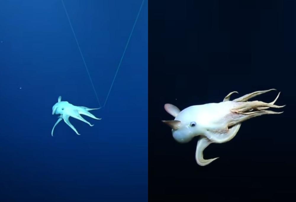 Polpo Dumbo avvistato nell'Oceano Pacifico: il video dell'esemplare