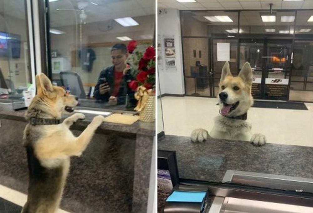 Cane si perde e va alla Polizia per denunciare la sua scomparsa