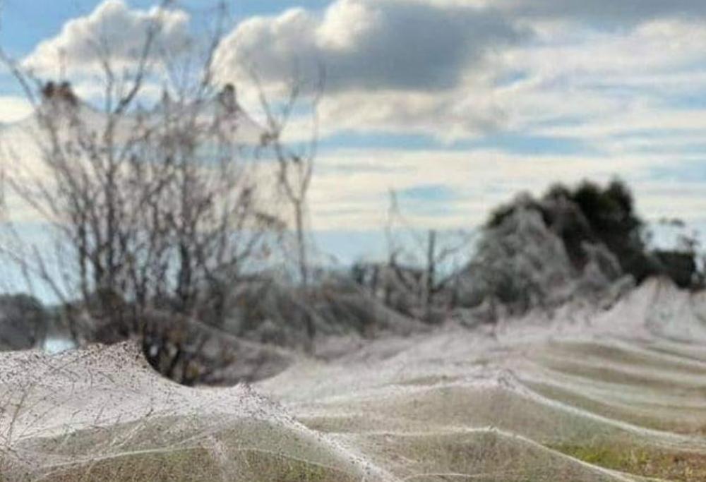 Invasione di ragni in Australia: milioni per le strade