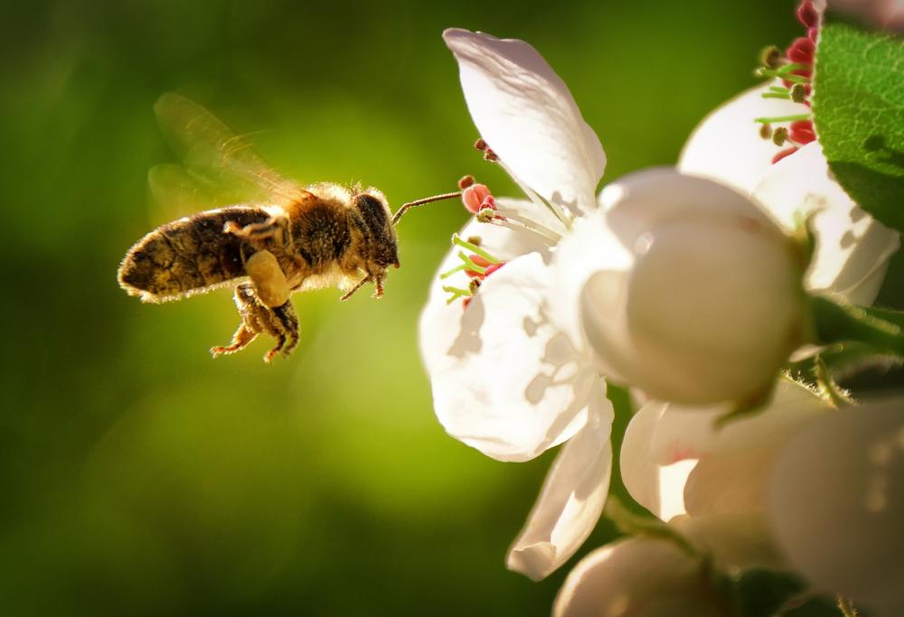 Le api sono sempre meno: a rischio i processi di impollinazione