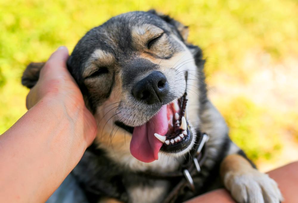 I cani aiutano a ridurre il rischio di schizofrenia nei bambini, lo rivela uno studio