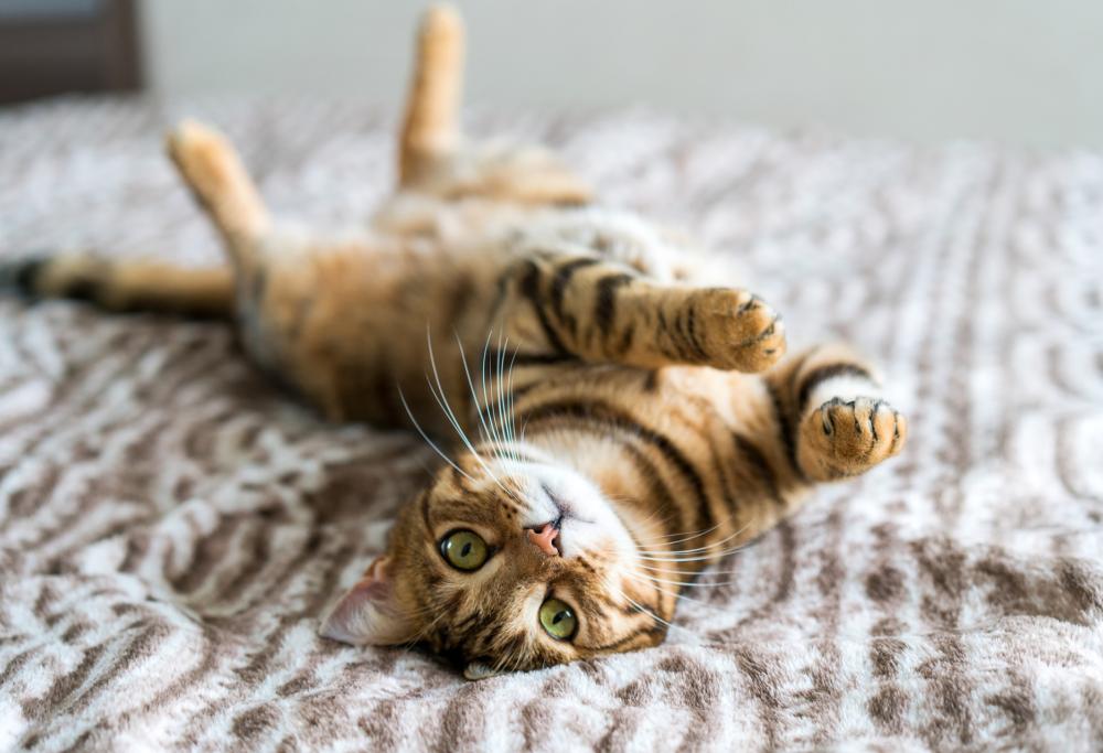 Dal 1 gennaio in Lombardia anche per i gatti sarà obbligatorio il microchip