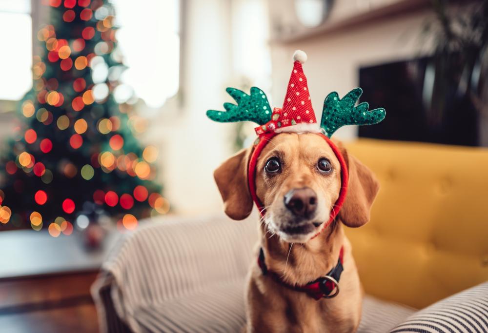 Il cane mangia un regalo sessuale molto imbarazzante: indovina quale!