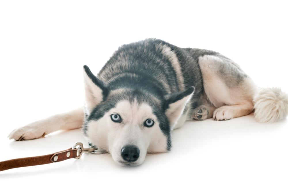 New York: l’husky non può prendere l’aereo: lo abbandonano in aeroporto 