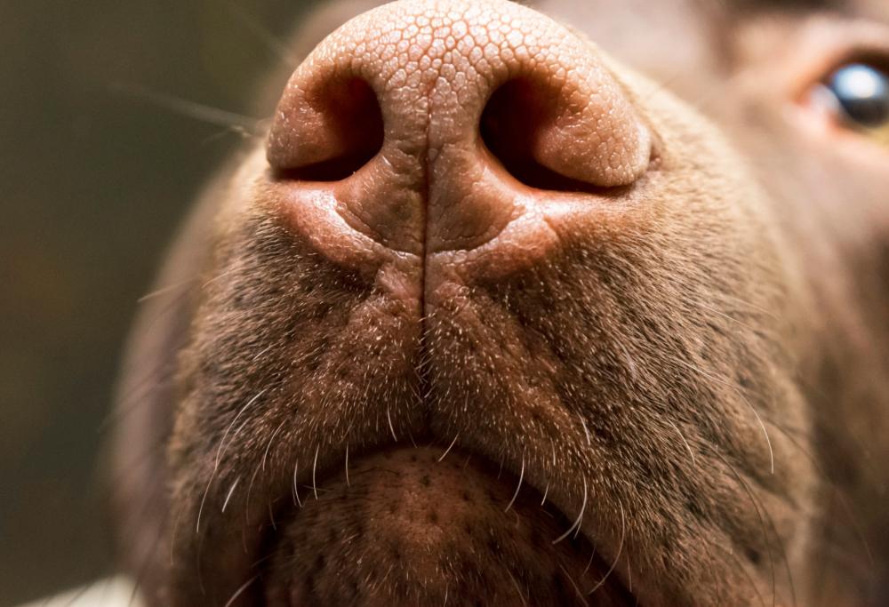 Se sei stressato, il tuo cane lo annusa