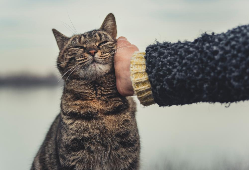 C’è una scuola dove i bambini studiano con i gatti  abbandonati 