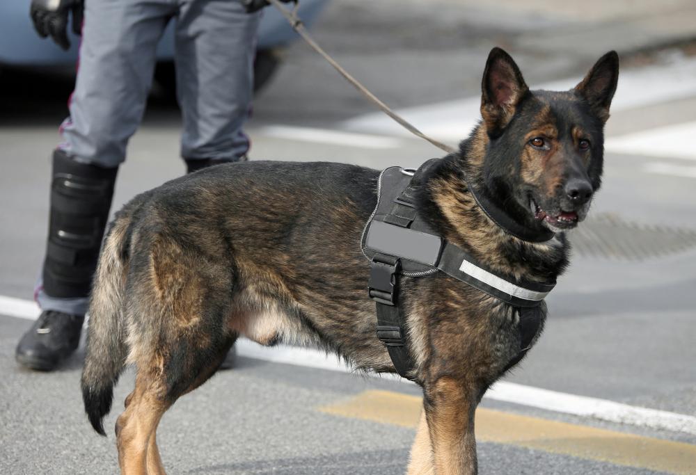 La polizia porta in classe i cani antidroga per sensibilizzare sulle droghe: la lezione finisce con 3 arresti