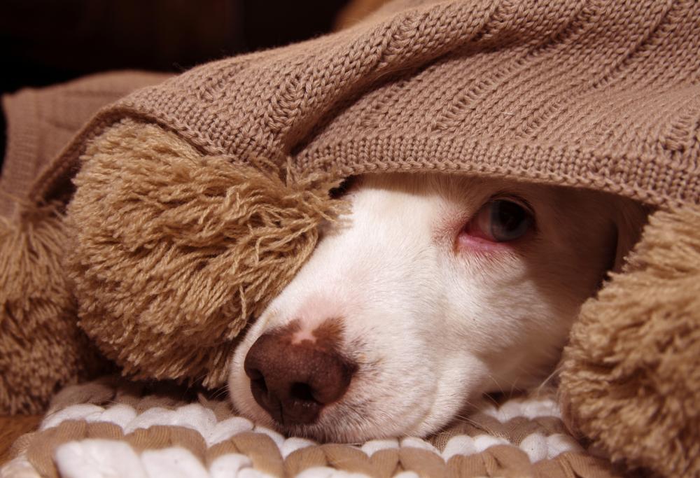 Costretti ad abbandonare la casa perché il fantasma sevizia il cane 