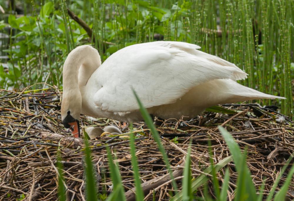 Mamma cigno muore di crepacuore: le hanno distrutto nido e uova a sassate