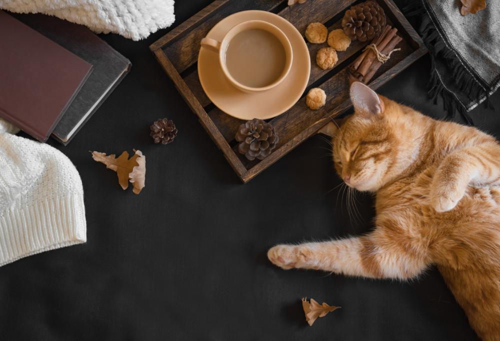 Il Crazy Cat Cafè vittima di shitstorm a causa di un twitcher molesto