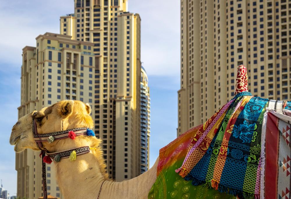 I dromedari disertano il presepe e fuggono per strada: caos in città 
