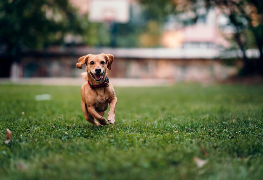Il Padrone muore, il cane lo segue anche al cimitero