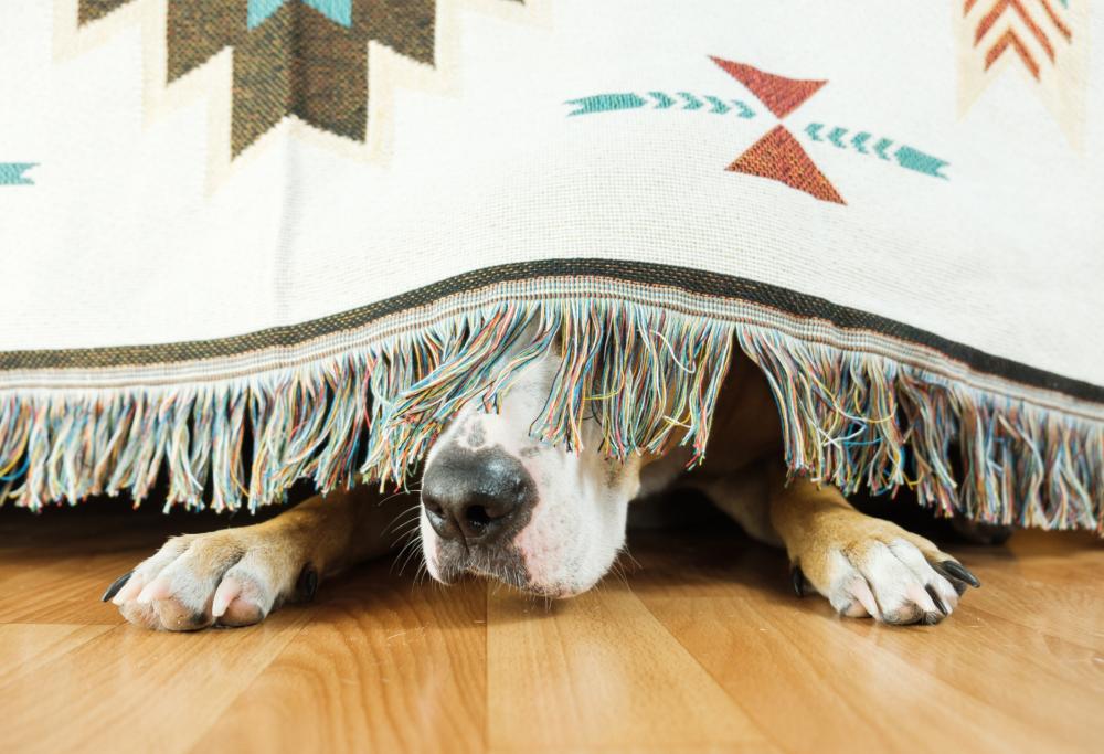 Proteggere i cani dai botti di Capodanno è possibile: ecco come