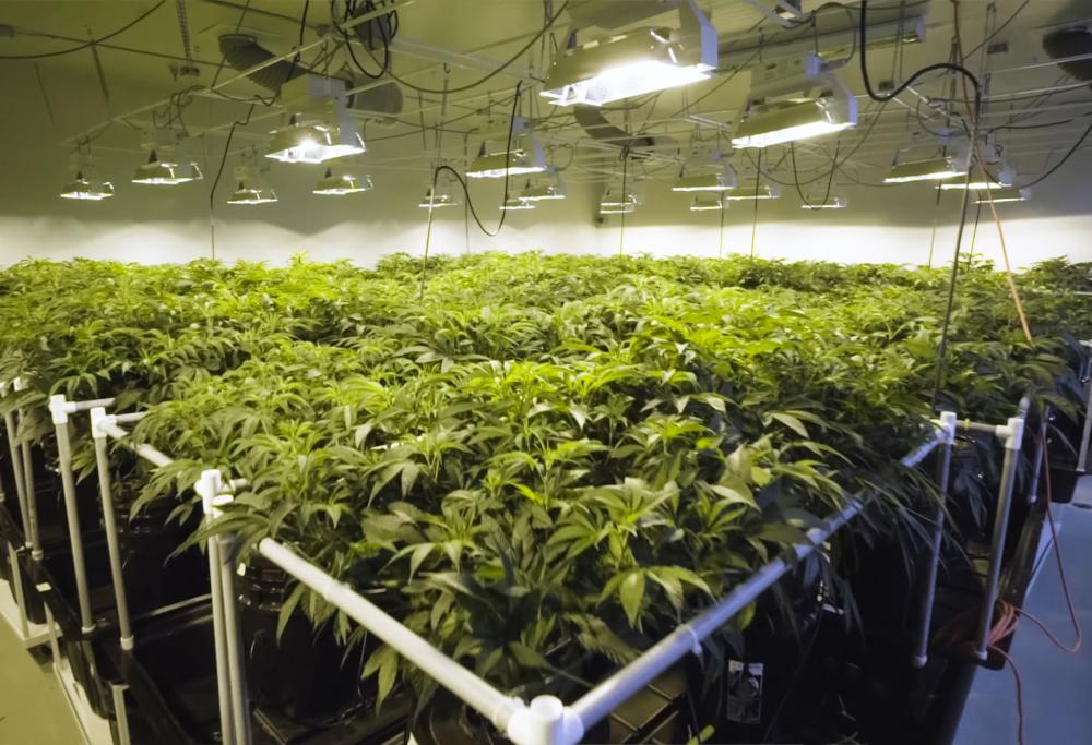 Una fabbrica di cannabis di fronte alla stazione di polizia: che idea geniale