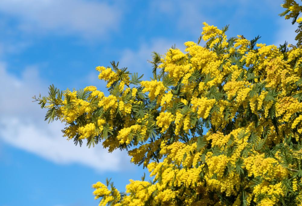Caldo insolito su tutta Italia: sbocciano le mimose a gennaio