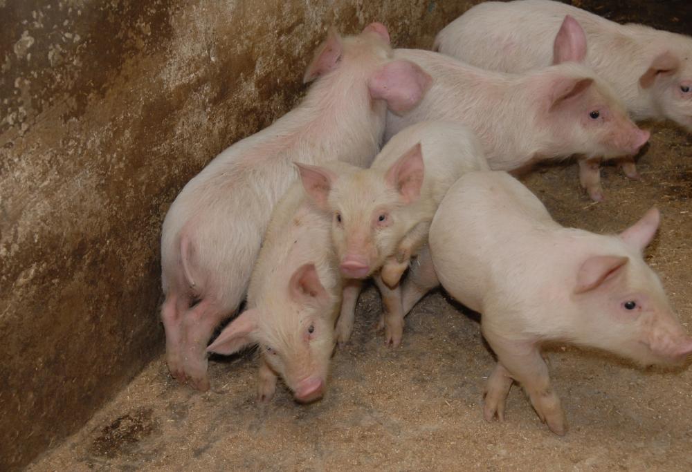 Una scrofa di nome Matilda è fuggita da un allevamento incinta di 10 maialini