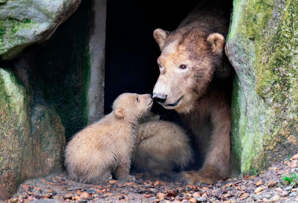  Si rifiuta di uccidere due piccoli orsi: agente sospeso