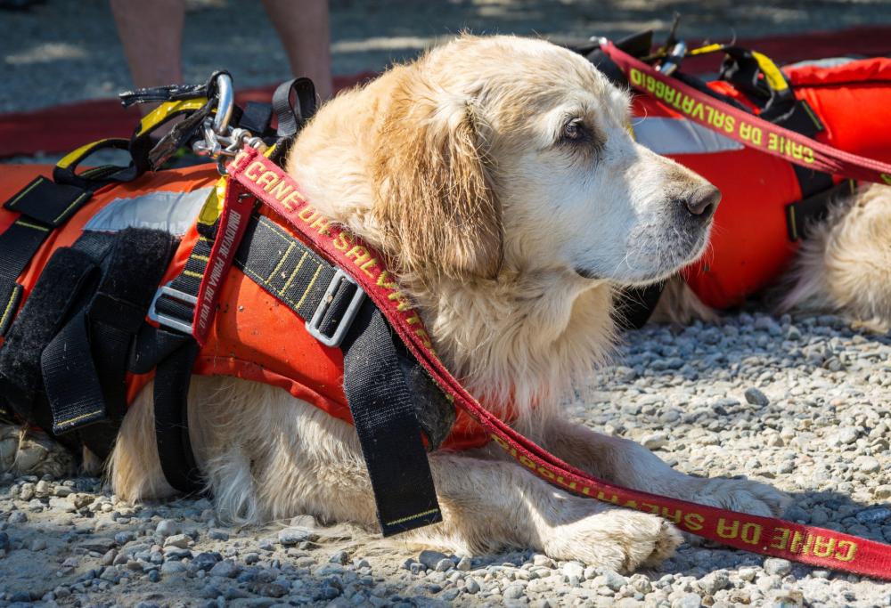 Palinuro: due cani bagnini salvano la vita a 5 giovani