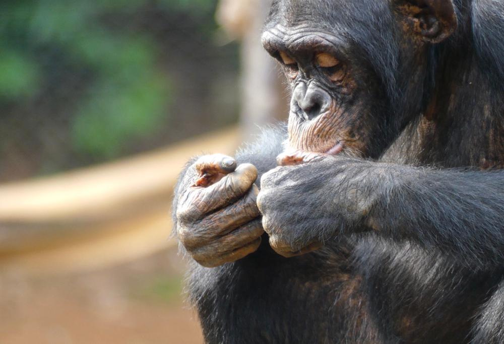 Belgio: allontanata dallo zoo per una relazione con lo scimpanze