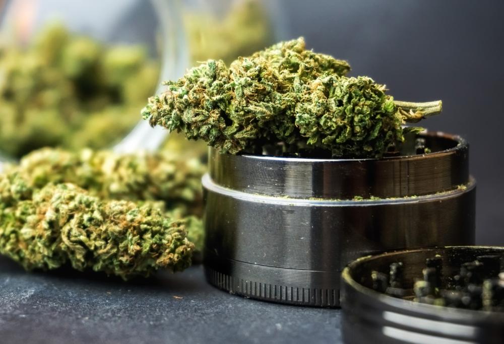 Via libera alla coltivazione di piantine di marijuana a casa