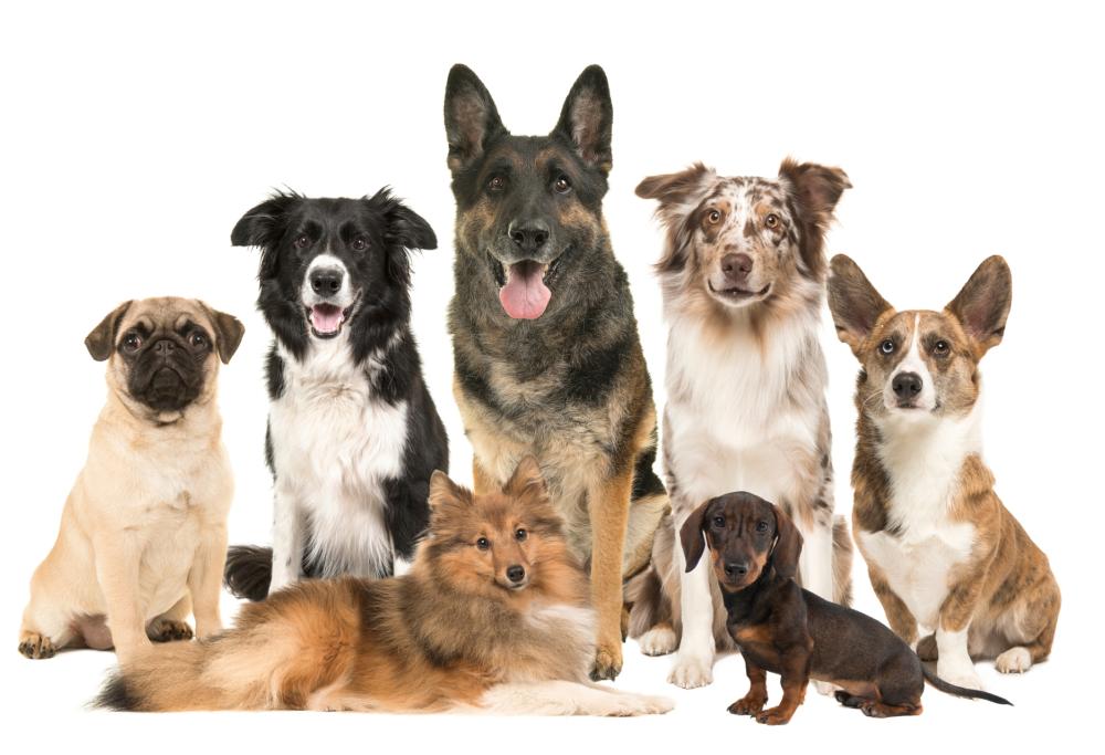 Cani: la razza non definisce il carattere