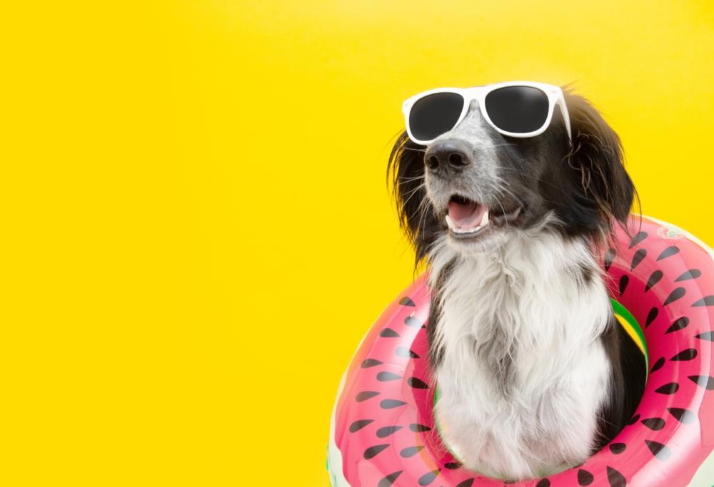 5 idee per andare in vacanza con il cane