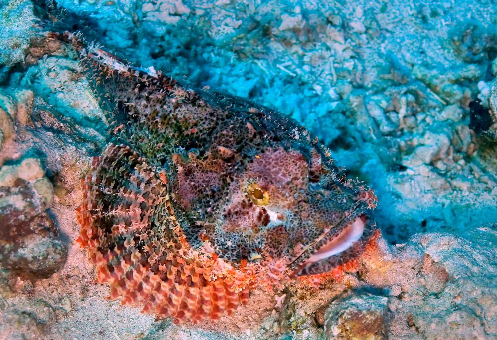 Piccolissimo ma letale: ecco il pesce più velenoso del mondo