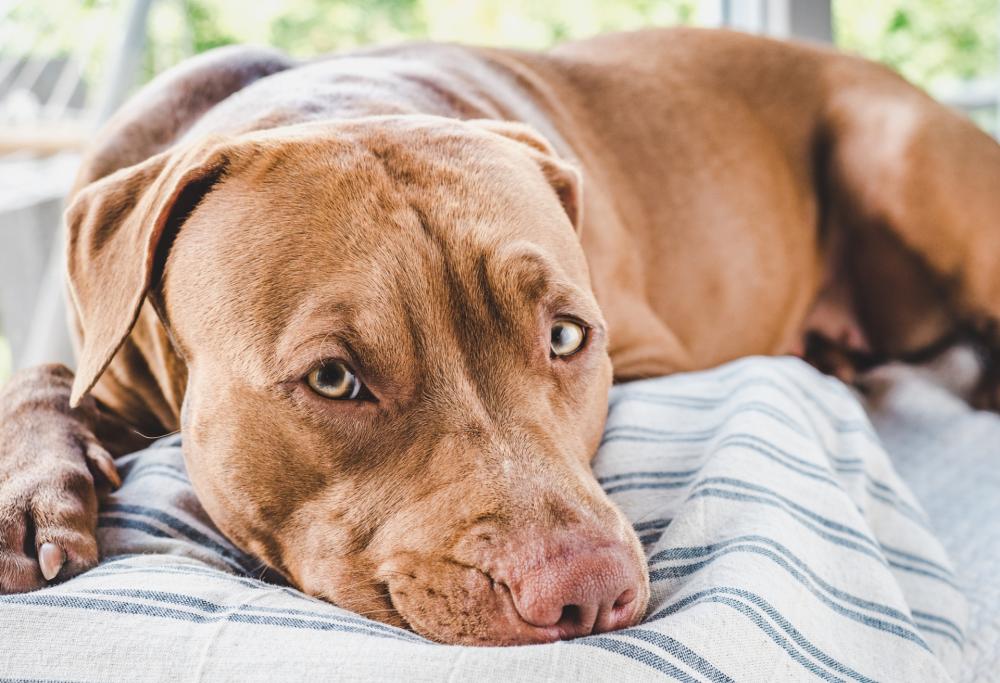 Come fanno i cani a conquistarci con gli occhi? 