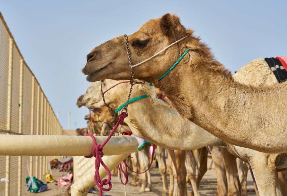 L’influenza del cammello è più pericolosa del Covid: la portano i tifosi di ritorno dal Qatar