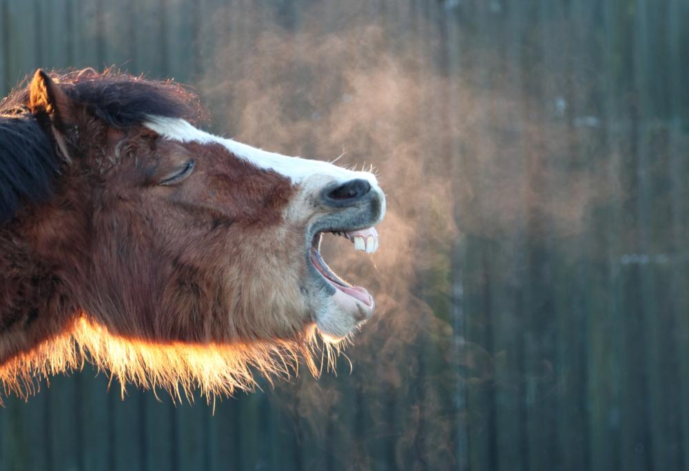 Fermato a cavallo per Roma in sella a un pony che pesa quanto lui
