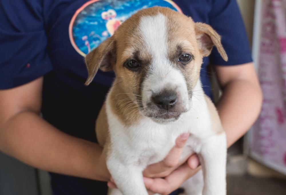 Vespe impazzite in giardino: lui scappa col cane e lascia moglie e figli in pericolo