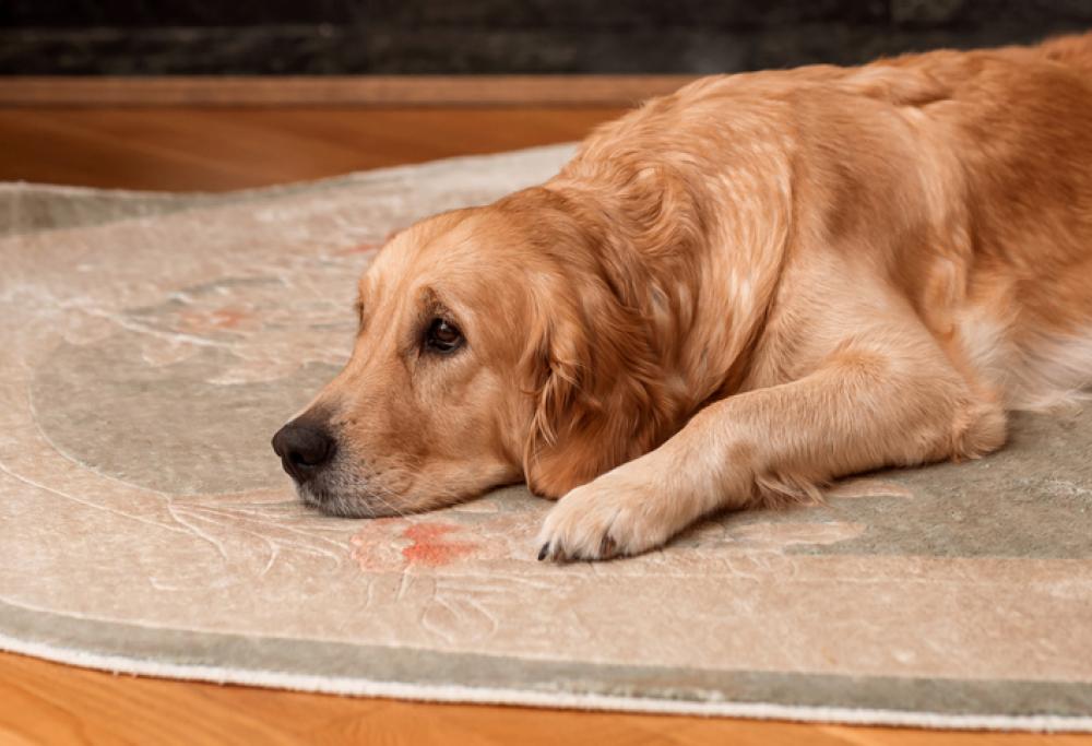 Il cane gli mangia 1100 euro e la banca paga il rimborso 