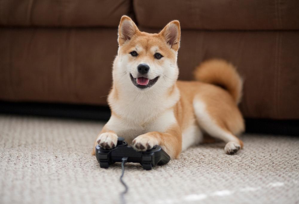 UK: creato il videogioco per cani che combatte la demenza animale