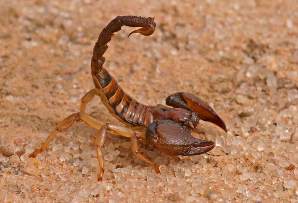 Egitto: gli scorpioni invadono Assuan