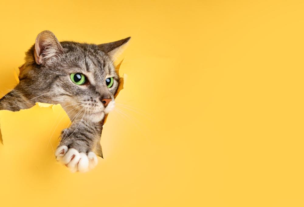 Mette un cartello in giardino “Il mio gatto è un ladro” e invita i vicini a riprendersi la refurtiva