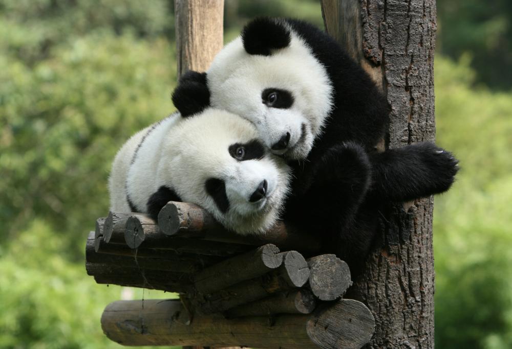 Il lavoro più bello (e ben pagato) del mondo? Coccolare i panda!