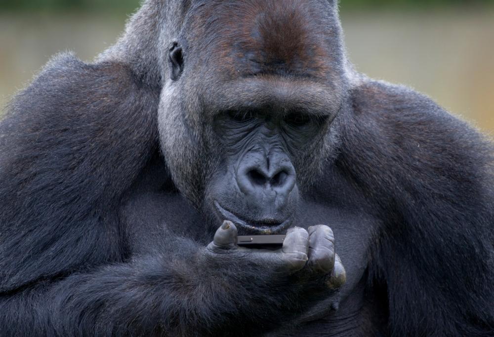 Chicago; il gorilla dello zoo è cellulare-dipendente e non stacca gli occhi dallo smartphone