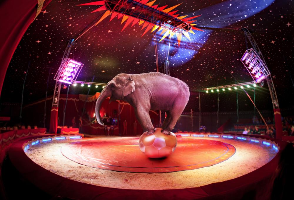 L’Italia vuole vietare gli animali nei circhi definitivamente 