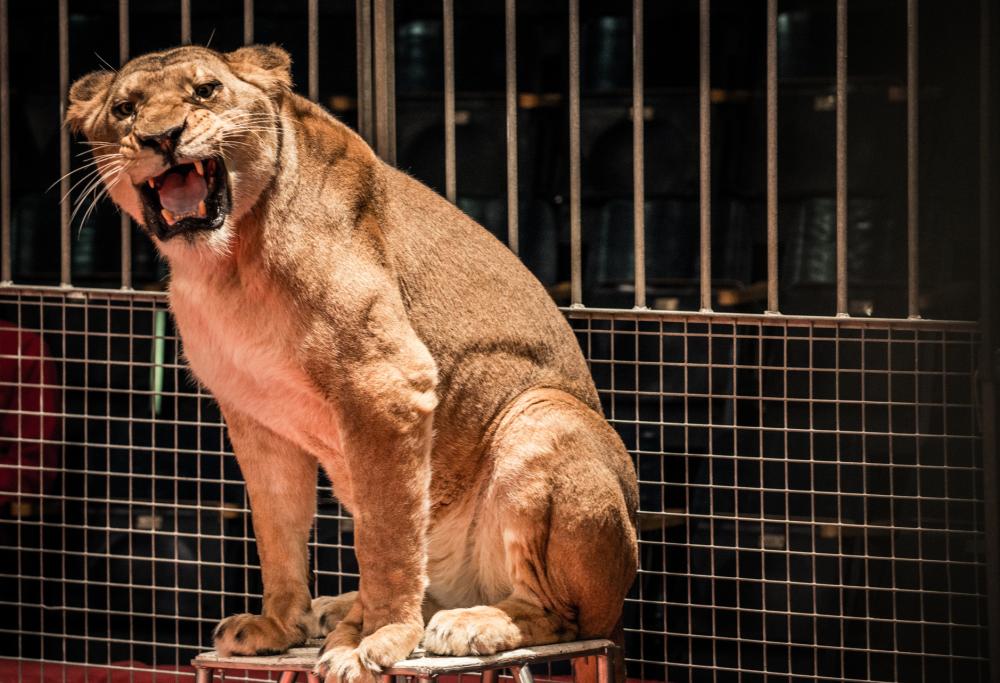 Russia: un domatore del circo è stato sbranato da una leonessa