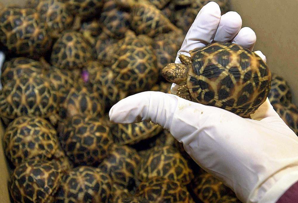 In partenza dalla Galapagos con 185 tartarughe in valigia