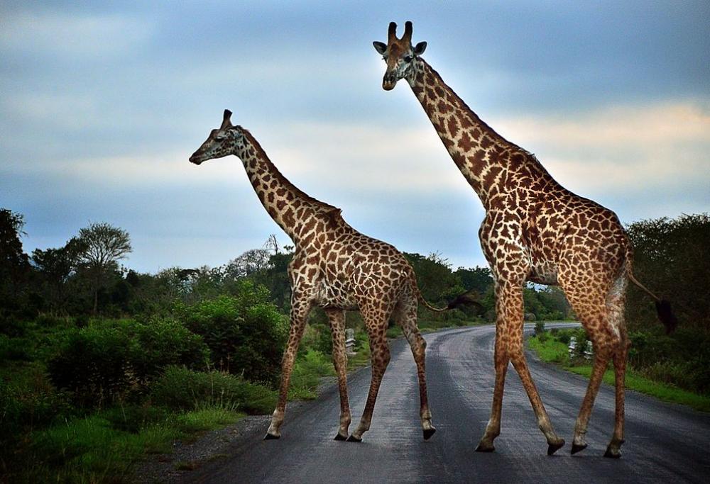 Le giraffe più longeve lo devono alle amiche