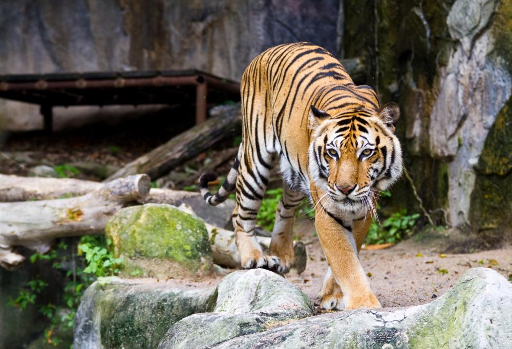Tigre scavalca recinzione di 3 metri e uccide il suo guardiano