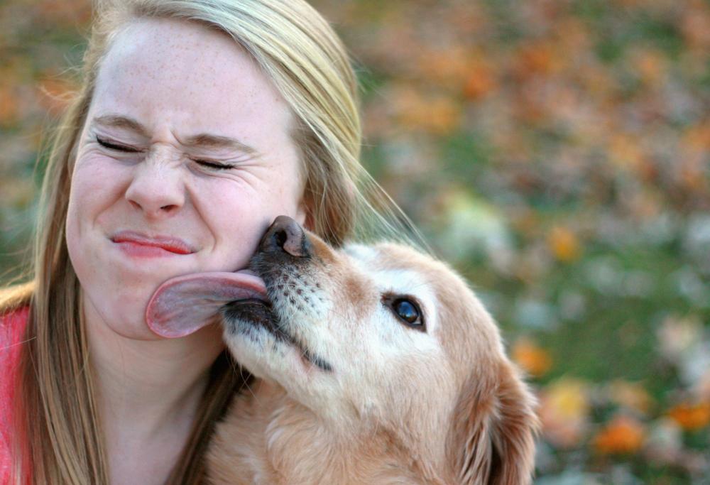 Perché i cani ci leccano la faccia? 