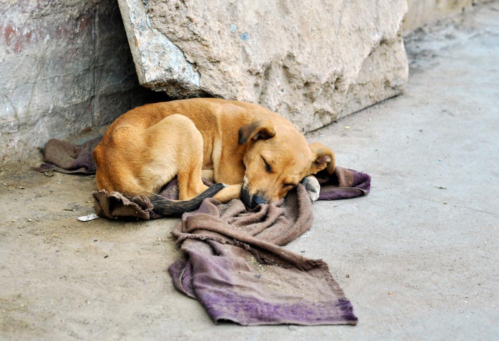 Neonato abbandonato salvato da una cagnolina randagia