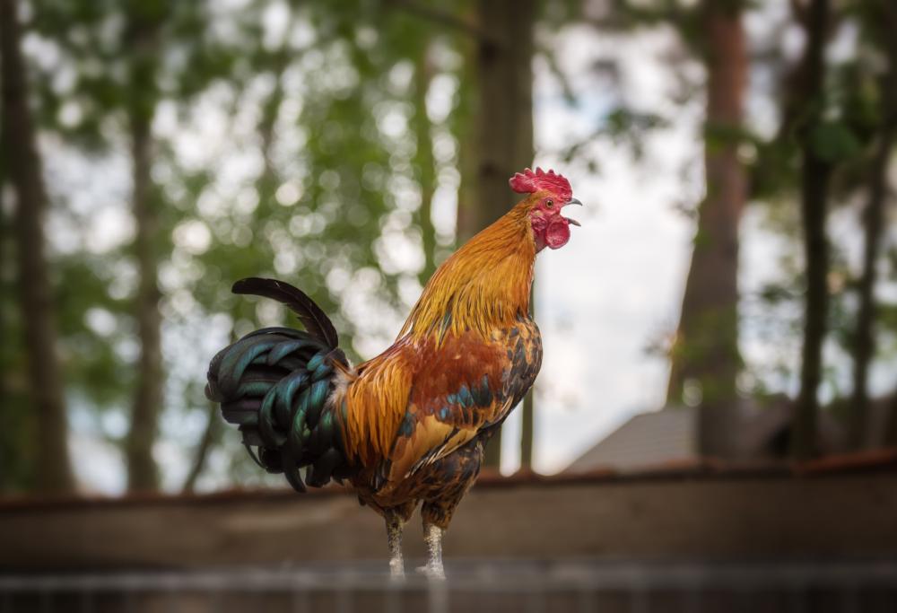 Condannato anche in Appello il gallo austriaco canterino 